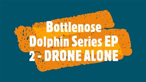 Bottlenose Dolphins Ep2 Youtube
