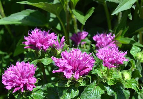 11 caring for your perennials. Blog - Top 10 Summer Blooming Perennials