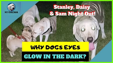 Why Do Some Animals Eyes Shine In The Dark Dog Eyes Glow In The