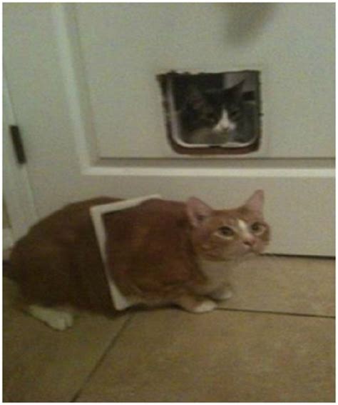 Stuck Cats 10 Crazy Cats Funny Animal Memes Funny Animal Pictures