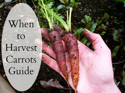 So, how do you know when to harvest potatoes? Growing Carrots in the Backyard Vegetable Family