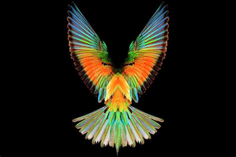 Colored Wings Of A Bird Of Paradise On A Black Background Photograph By