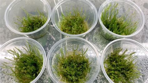 Aquarium moss propagates and produces new daughter plants through rhizoids. How to Propagate Java Moss!!! (Part 3) | Tissue Culture ...
