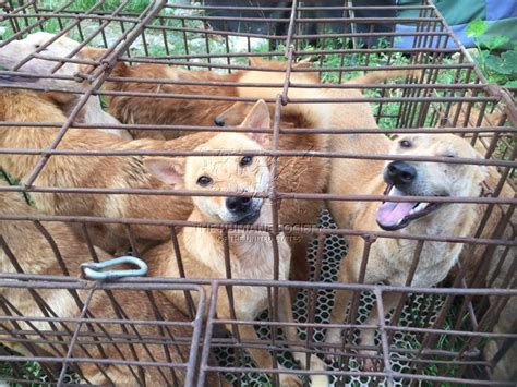 Three Ways You Can Protest Chinas Notorious Dog Meat Festival Cbs News