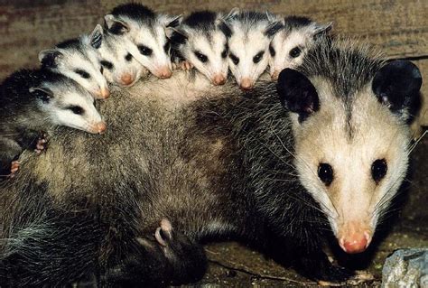Family owned local australian business. SugarBane's Opossums