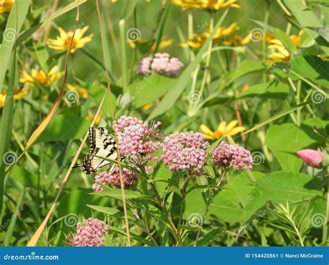 Mariposa Del Este De Tiger Swallowtail Entre Wildflowers Imagen De