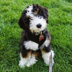 Jan 18, 2021 · tiny/toy bernedoodle mini bernedoodle medium bernedoodle standard bernedoodle; Bernedoodle 12 weeks | Bernedoodle puppy, Bernadoodle ...