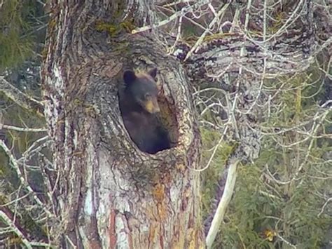 Watch Black Bear Emerges From Den In Glacier National Park Across
