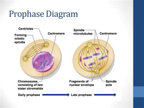 The cell cycle interphase prophase metaphase anaphase telophase cytokinesis cell division of somatic cells. Mitosis