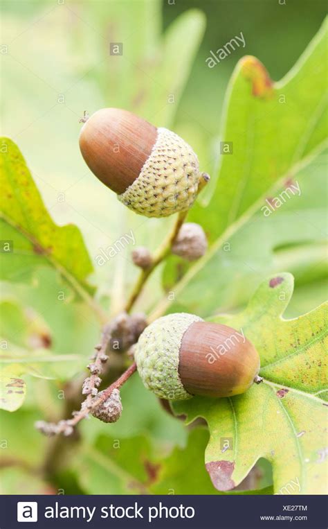 Acorns Growing On Oak Tree High Resolution Stock Photography And Images