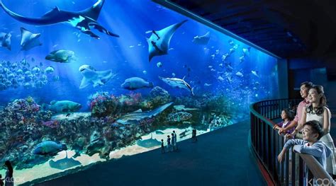 2023 Sea Aquarium Ticket Sentosa Singapore Ami Travel And Tours