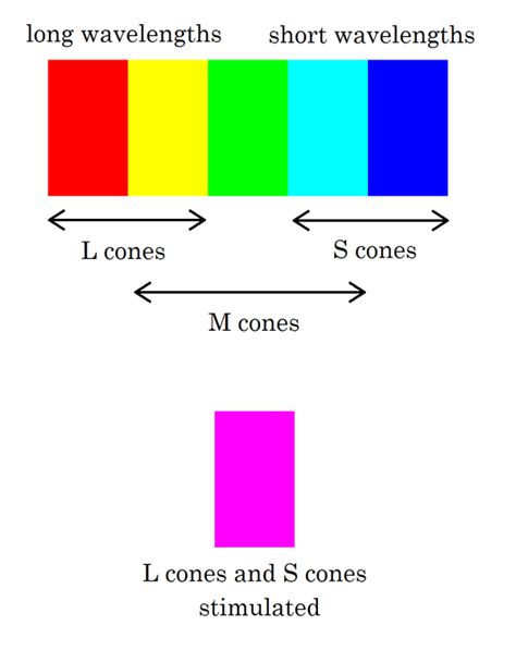 Simplified diagram of the wavelengths stimulated by the ...