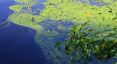 Blue Green Algae Bloom Confirmed In Three Mile Lake My Muskoka Now