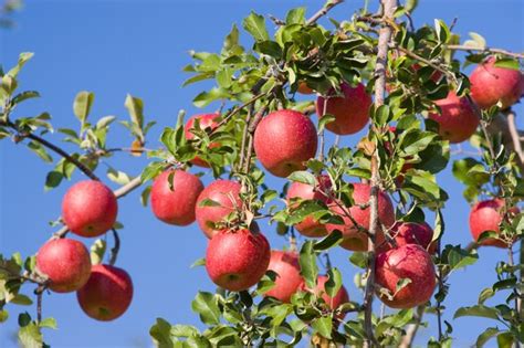 The second best time is now. in a culture that is largely inundated with instant gratification, the natural process of growing fruit trees may seem like an eternity. List of Fruit Bearing Plants | eHow