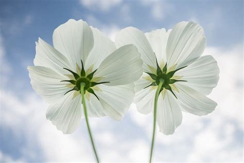 15 Melhores Flores Brancas Para O Seu Jardim Mundo Naturarte