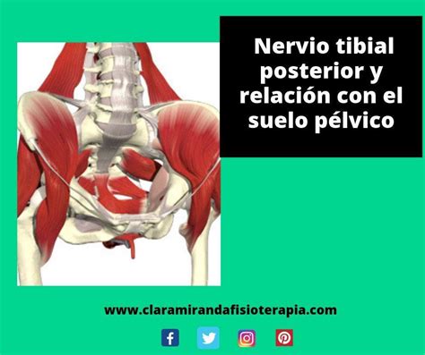 Nervio tibial posterior y su relación con el suelo pélvico