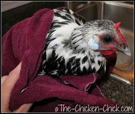 You can take the spawn egg of the mob, right click. How and When to Give a Chicken a Bath | The Chicken Chick®