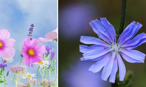 Grand Bouquet De Fleurs Des Champs Meteor