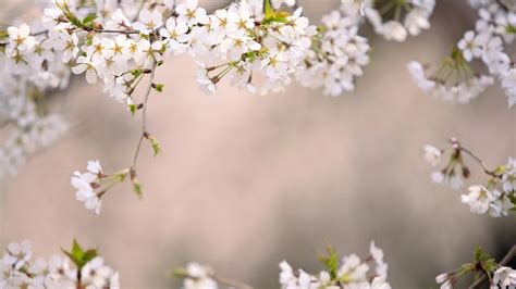 Japanese Cherry Blossom Wallpaper