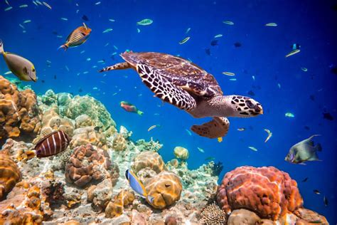 Flitterwochen Auf Den Malediven Die Unterwasserwelt Mein Traumtag