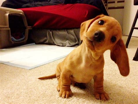 8 Dogs Who Are Absolute Masters At The Head Tilt Doxie