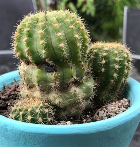 La forma correcta de regar mis cactus es hacerlo solo cuando la tierra de arriba este seca, es decir cuando el sustrato que esta en la superficie. Mancha negra en cactus