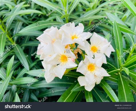 Beautiful Sweet White Oleanders Nerium Oleander Stock Photo 2144989169