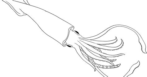 The Giant Squid Colouring Pages Sketch Coloring Page