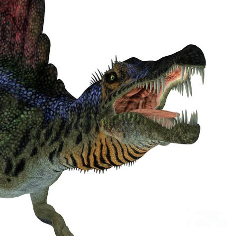 Spinosaurus Dinosaur Head Digital Art By Corey Ford Pixels