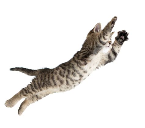 Falling Cat How Cats Jump And Defy Gravity Dr Marty Pets