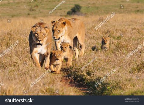 Lioness Cubs Walking Savannah Stock Photo 216083596 Shutterstock
