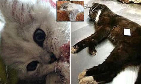 Police Arrest Man Thought To Be Croydon Cat Killer Daily Mail Online