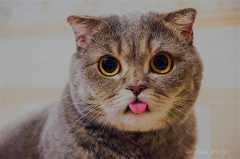 Maybe you would like to learn more about one of these? Paling Bagus 13+ Wallpaper Bagus Kucing - Rona Wallpaper