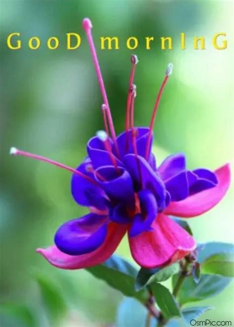 Top 50 Good Morning Flowers Images Pictures Hd Photos Free Download