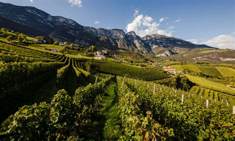 Alto Adige Italys Pocket Rocket Alpine Wine Region