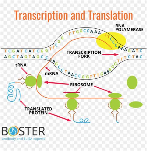 transcription and translation process diagram PNG image with ...