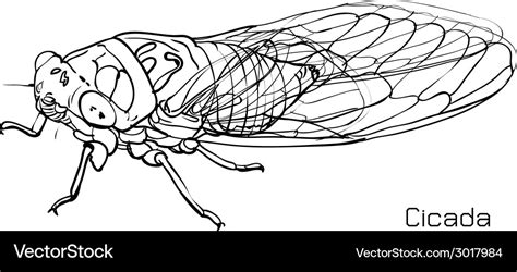 Drawing Of Cicada Royalty Free Vector Image Vectorstock