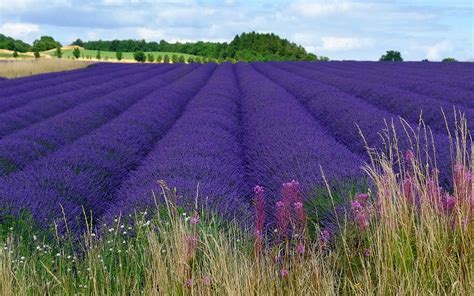 Wallpaper 2560x1600 Px Field Landscape Lavender Purple Flowers