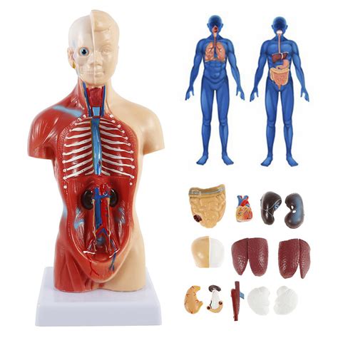 Human Torso Body Model Anatomy Anatomical Medical Internal Organs
