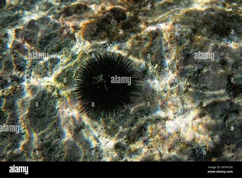 Black Sea Urchin With Many Spikes On Sun Lit Rock Underwater Closeup