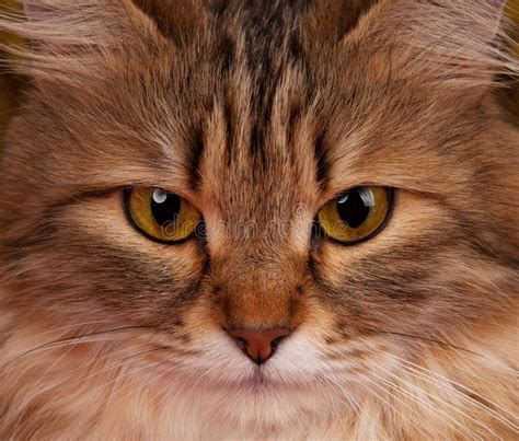 Adult Siberian Cat Stock Image Image Of Complex Background 68915117