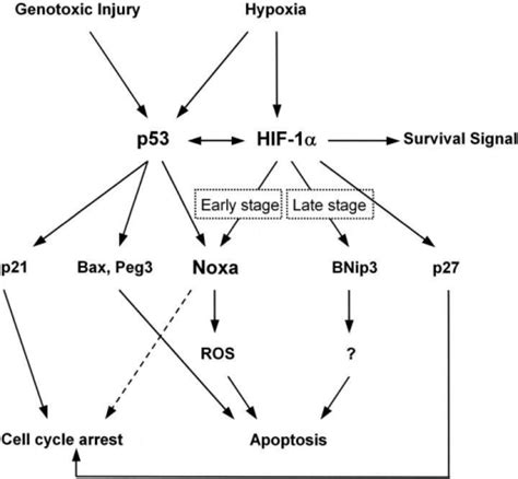 A Schematic Pathway Of Hif 1α P53 And Their Downstre Open I