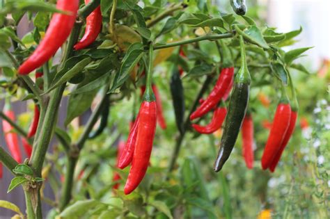 How To Grow Cayenne Pepper Plants Uk