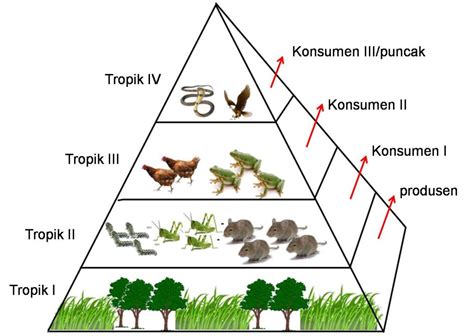 Komponen Biotik Penyusun Ekosistem Terlengkap Materiipa Com