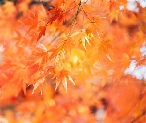 Red Maple Tree With Golden Sunlight And Blue Sky Background Japanred