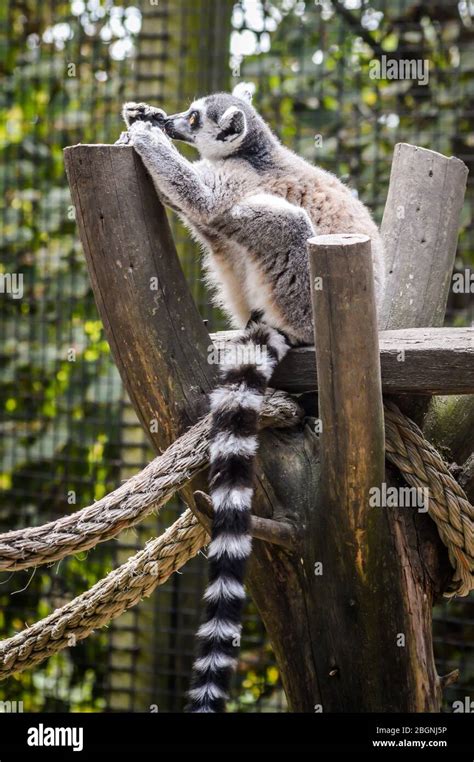 Ring Tailed Lemur Resting On A Wooden Beam With A Funny Posture Lemur