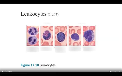 Leukocytes Diagram Quizlet