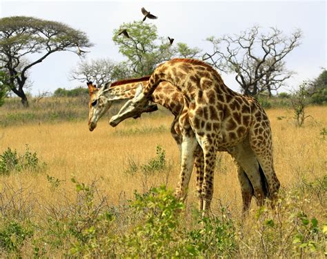 Fighting Giraffes 1 Free Photo Download Freeimages