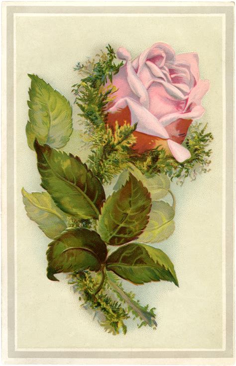 Gorgeous Vintage Pink Moss Rose Image The Graphics Fairy