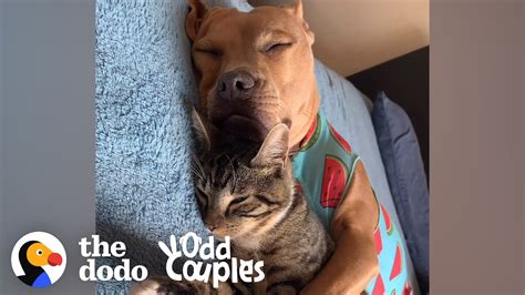 Kitten Isnt Sure About His Pittie Brother — At First The Dodo Odd